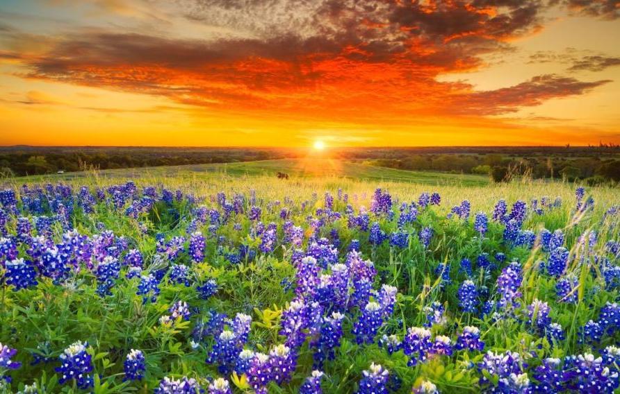 Stock image of orange sunset over a field of purple flowers